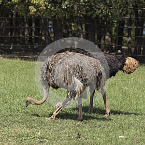 Ostriches photo