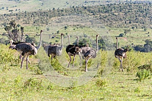 Ostriches walking on savanna in Africa. Safari