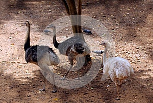 Ostriches walking in zoological park, India