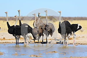 Ostriches at the waterhole