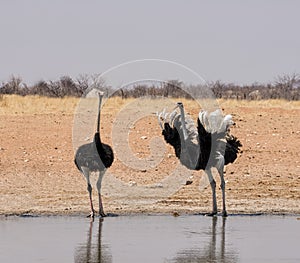 Ostriches At A Watering Hole