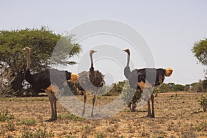 Ostriches in the wilderness