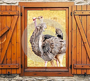 Ostriches at window