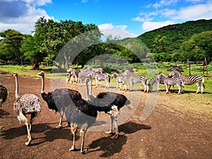 Ostriches and zebras in wild life