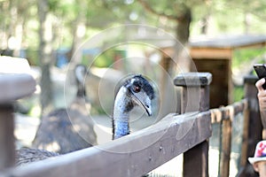 Ostriches in the zoo