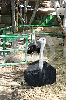 Ostriches in the zoo, on the way from Cairo to Alexandria.