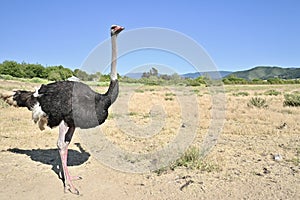 OstrichLand 35