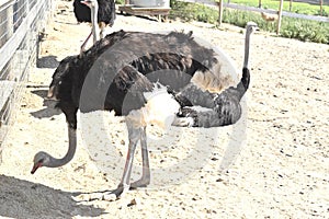 OstrichLand 69