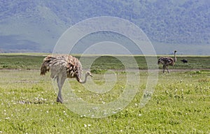 Ostrichs in Maasai Mara, Kenya