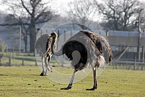 Ostritch