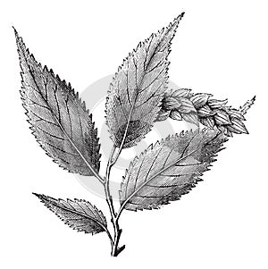 Ostrya Virginica or Hophornbeam, vintage engraving