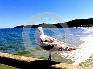 Ostsee binz sea mewa Forest