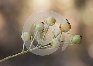 Osyris alba wild broom green and red autumnal berries according to maturation with the peduncle on a homogeneous green background