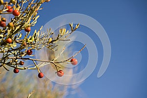 Osyris mediterranea Bubani. Red berries against blue sky