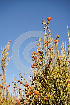 Osyris mediterranea Bubani. Red berries against blue sky