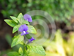 Otacanthus caeruleus Blue Hawaii, Brazillian Snapdragon