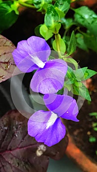 Otacanthus Caeruleus or Brazilian Snapdragon