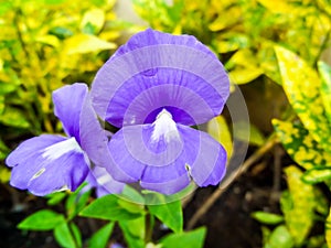 Otacanthus caeruleus the name of purple white flower ,Thailand c