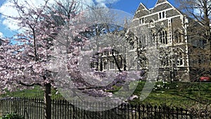 Otago University Archway Buildings and Cherry Blossoms