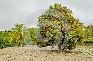 Otaheite Apple Tree With Young Leaves