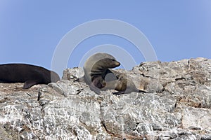 OTARIE A FOURRURE AUSTRALE arctocephalus australis photo