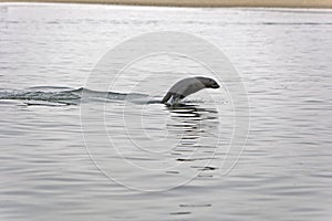 OTARIE A FOURRURE D`AFRIQUE DU SUD arctocephalus pusillus photo