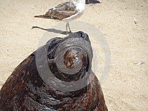 Otarinos better known as sea lion photo