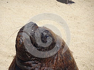 Otarinos better known as sea lion photo