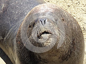 Otarinos better known as sea lion photo