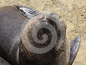 Otarinos better known as sea lion photo