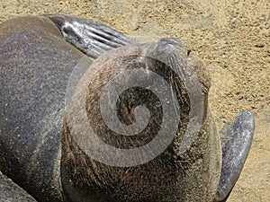 Otarinos better known as sea lion photo