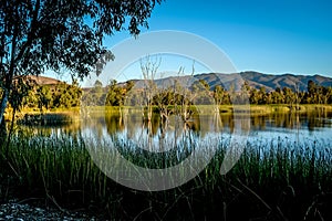 Otay Lakes evening light with trees in water