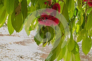 Othaheite Apple Flowering Among Foliage