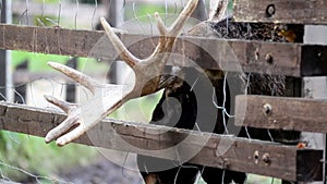 Other antler of the moose is stuck in between the fence