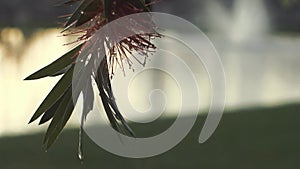 Other Close up flower drop water, slow motion flower, nature landscape after a day raining / toma cercana de flor, gotas de agua