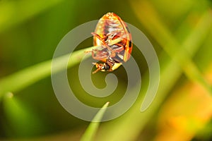 The other face of the ladybug