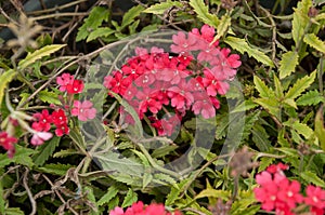 Red Verbena with foliage photo