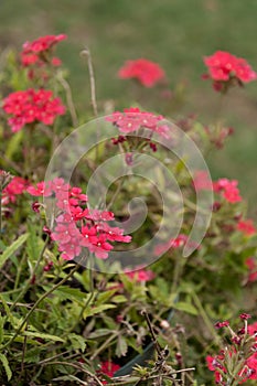 Close up Red Verbena with foliage photo