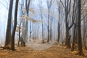 Other worldly foggy forest