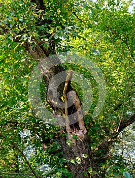 Lightning Damage to Tree