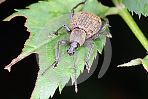 Otiorhynchus sometimes Otiorrhynchus on a damaged rose leaf Curculionidae. Many of them e.i. are important pests. photo