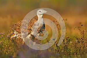 Otis tarda - Great Bustard photo