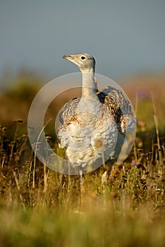 Otis tarda - Great Bustard