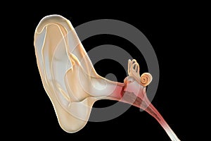 Otitis media, inflammatory disease of the middle ear