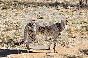 Otjiwarongo: A cheetah close to you and looking at you in the Kalahari