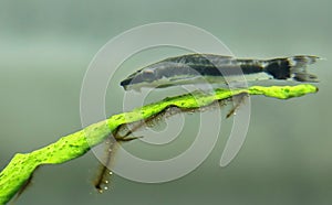 Otocinclus in planted aquarium