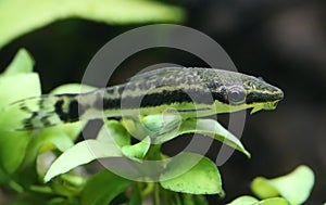 Otocinclus in planted aquarium