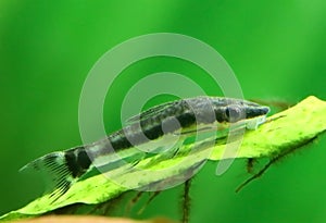 Otocinclus in planted aquarium