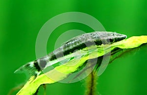 Otocinclus in planted aquarium