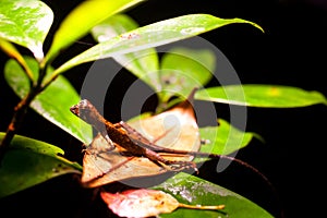 Otocryptis wiegmanni - Brown-patched Kangaroo lizard